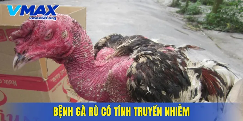 Bệnh gà rù có tính truyền nhiễm nên cần xử lý nhanh
