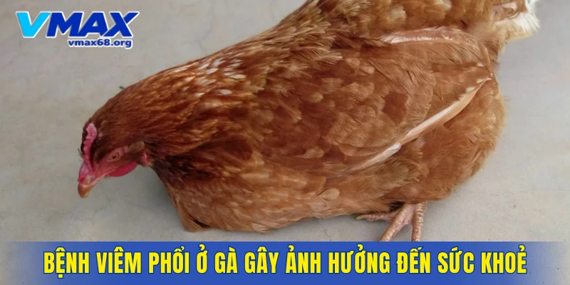 Bệnh viêm phổi ở gà có thể gây ảnh hưởng đến sức khoẻ