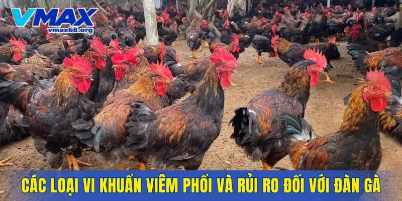 Các loại vi khuẩn viêm phổi và rủi ro đối với đàn gà