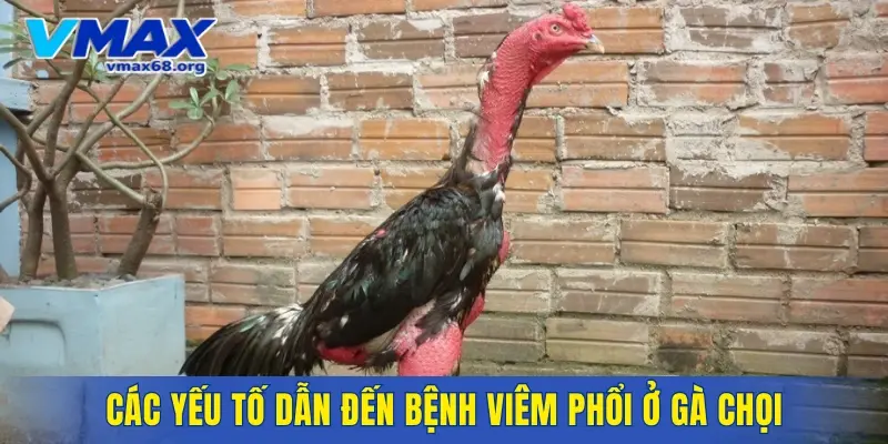 Các yếu tố dẫn đến bệnh viêm phổi ở gà chọi