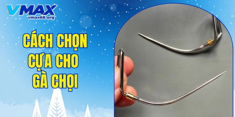 cách chọn cựa cho gà chọi