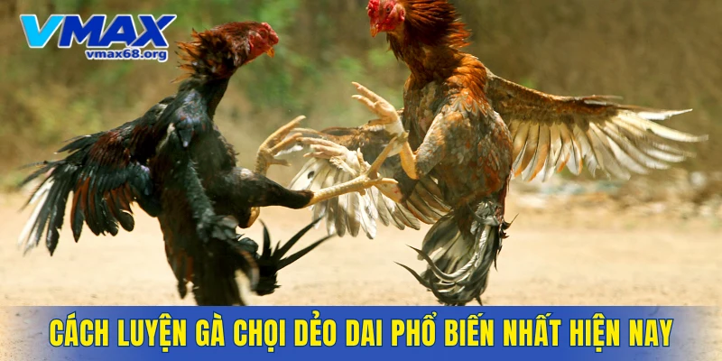 Cách luyện gà chọi dẻo dai phổ biến nhất hiện nay