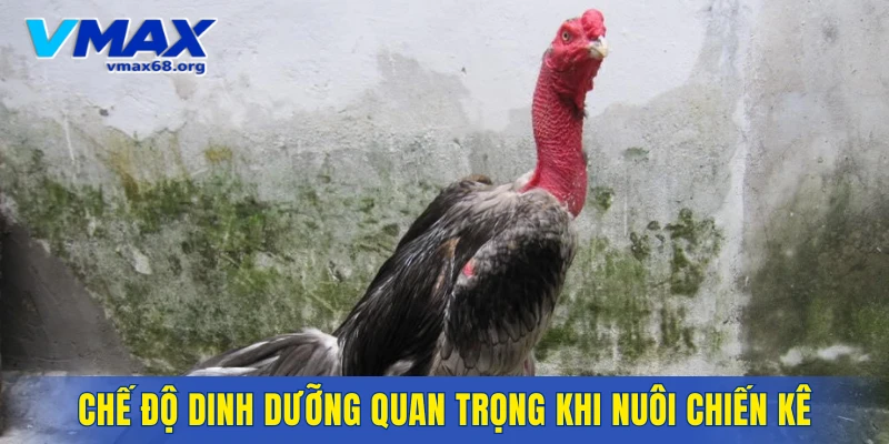 Chế độ dinh dưỡng quan trọng khi nuôi chiến kê