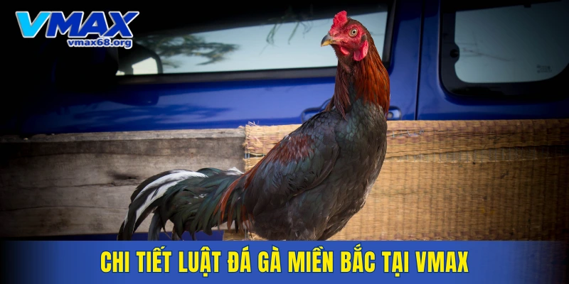Chi tiết luật đá gà miền Bắc tại VMAX