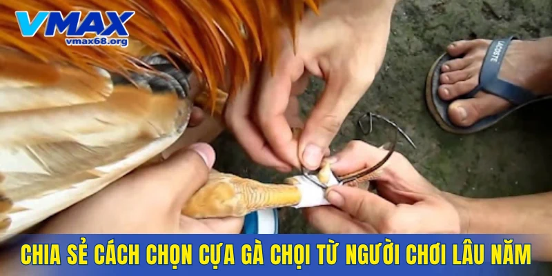 Chia sẻ cách chọn cựa gà chọi từ người chơi lâu năm