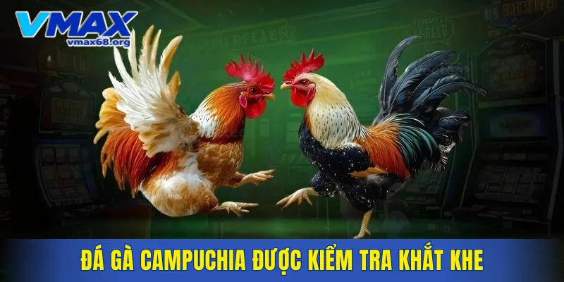 Đá gà Campuchia được kiểm tra khắt khe