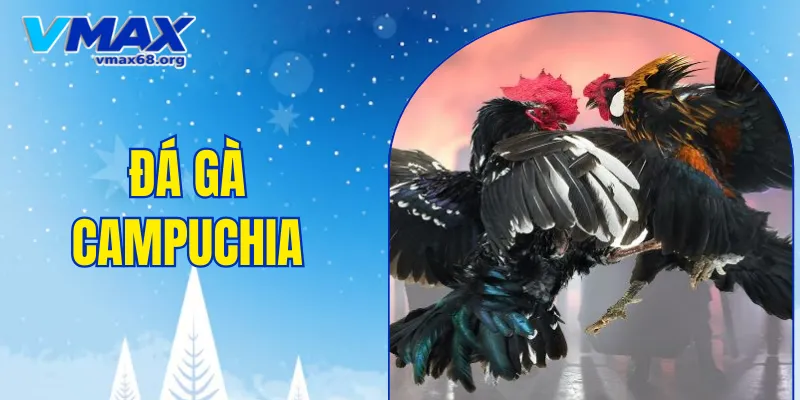 đá gà Campuchia