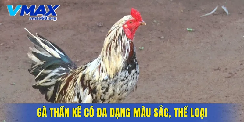 Dòng gà này thể hiện được đẳng cấp, đam mê