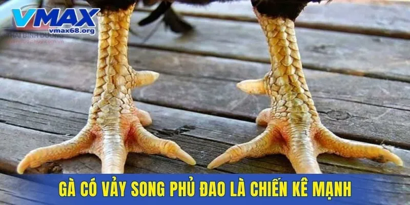 Gà có vảy song phủ đao là chiến kê mạnh