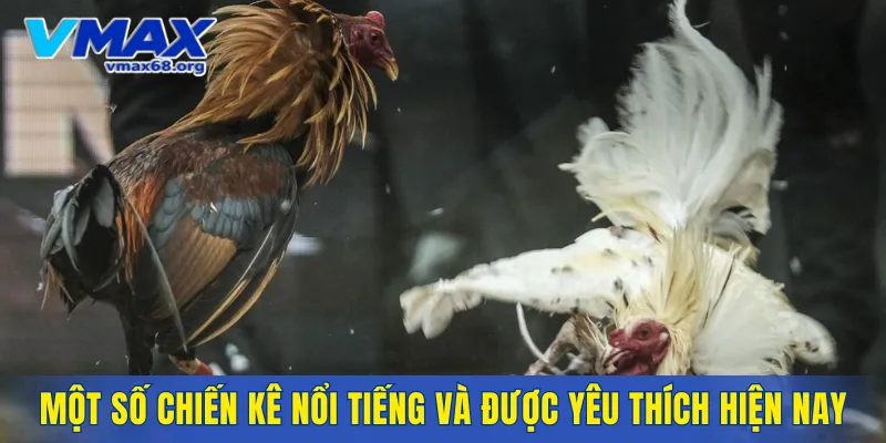 Gà thần kê có đa dạng màu sắc, thể loại
