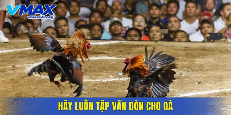 Hãy luôn tập vần đòn cho gà