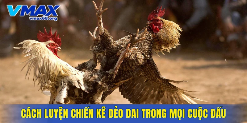 Hướng dẫn luyện chiến kê dẻo dai trong mọi cuộc đấu