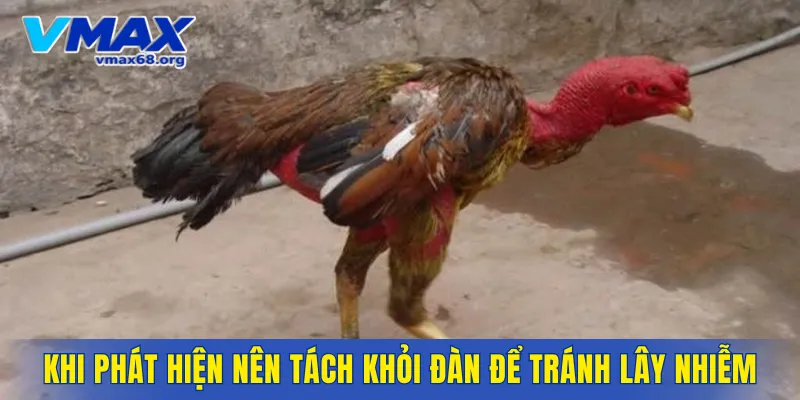 Khi phát hiện nên tách khỏi đàn để tránh lây nhiễm