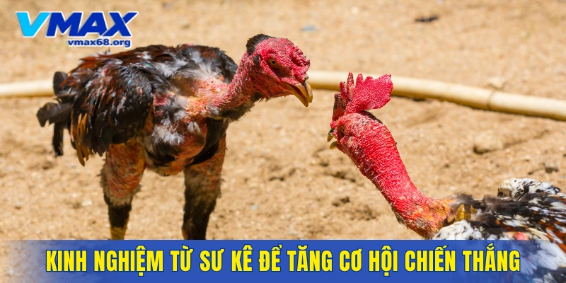 Bỏ túi kinh nghiệm từ sư kê để tăng cơ hội chiến thắng