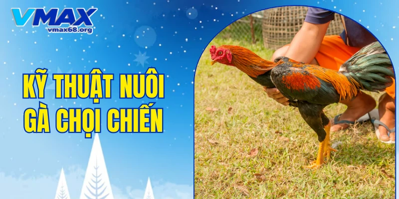 kỹ thuật nuôi gà chọi chiến