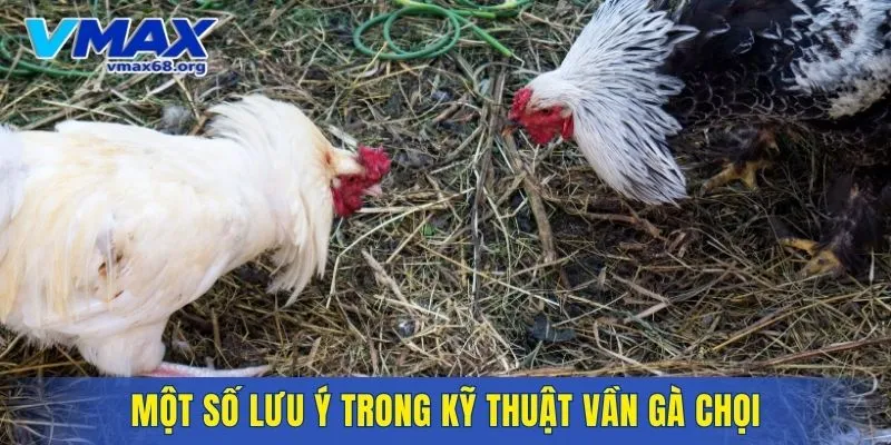 Một số lưu ý trong kỹ thuật vần gà chọi bạn nên biết