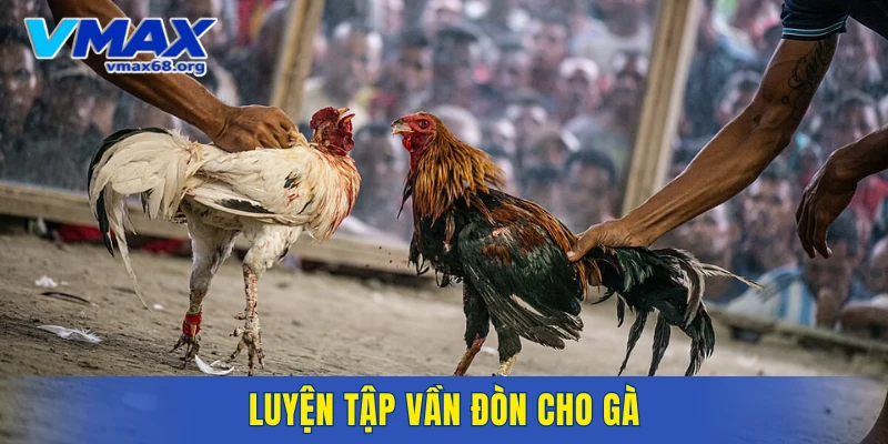 Luyện tập vần đòn cho gà