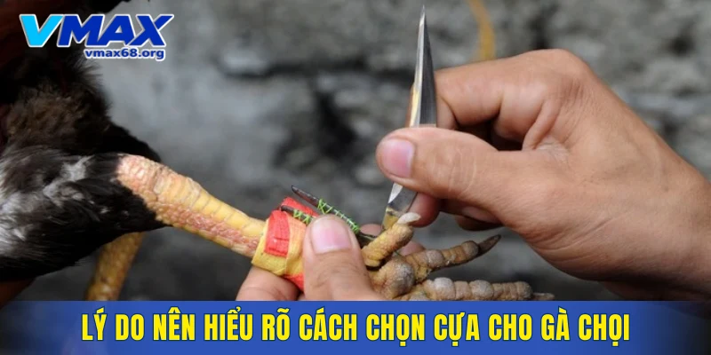 Lý do nên hiểu rõ cách chọn cựa cho gà chọi