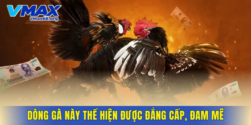 Một số chiến kê nổi tiếng và được yêu thích hiện nay