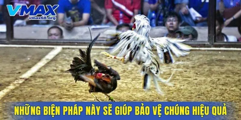 Những biện pháp này sẽ giúp bảo vệ chúng hiệu quả