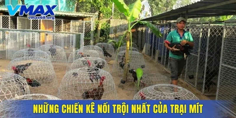 Những chiến kê nổi trội nhất của trại gà Mít Trà Cú