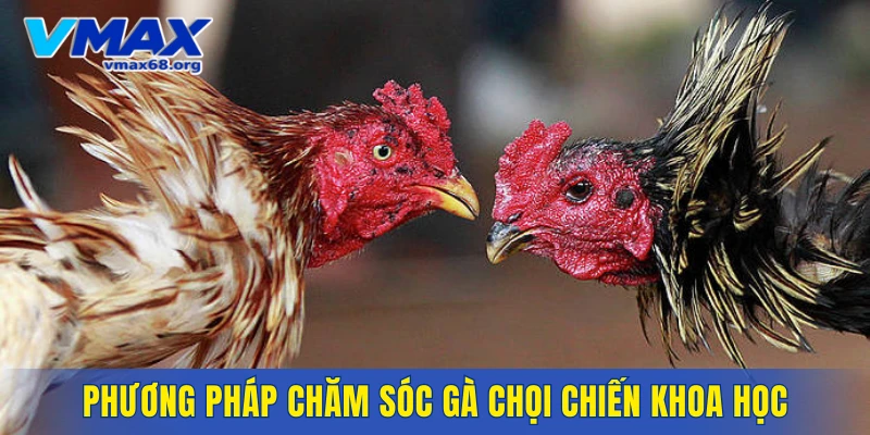 Phương pháp chăm sóc gà chọi chiến khoa học và hiệu quả