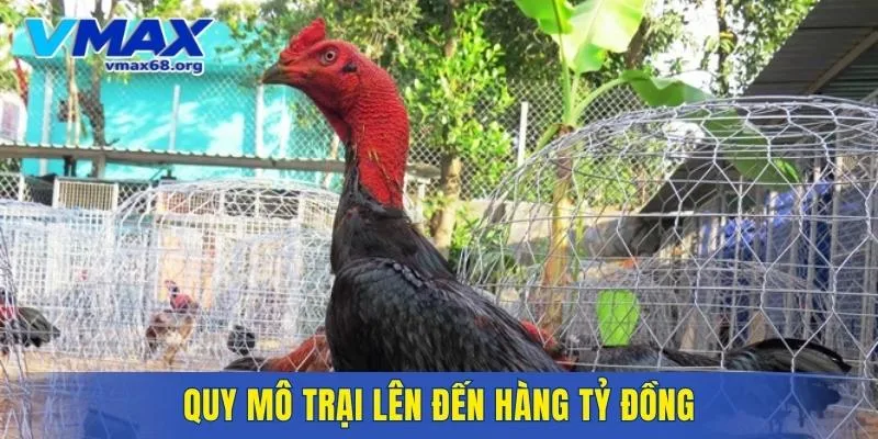 Quy mô trại lên đến hàng tỷ đồng