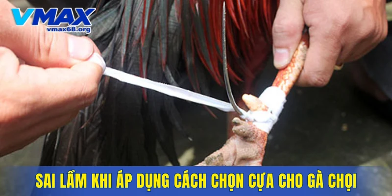 Sai lầm khi áp dụng cách chọn cựa cho gà chọi