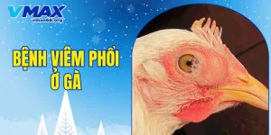 bệnh viêm phổi ở gà