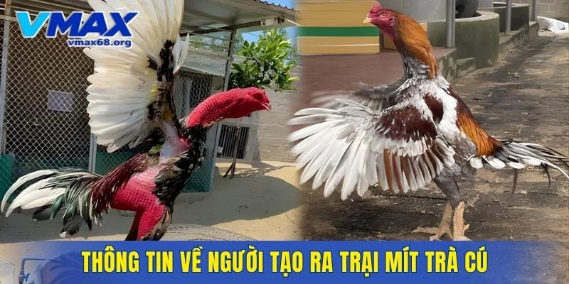 Thông tin về người tạo ra trại Mít Trà Cú