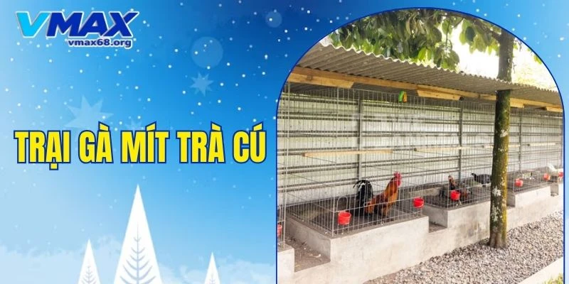 trại gà Mít Trà Cú