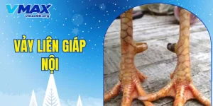 vảy liên giáp nội