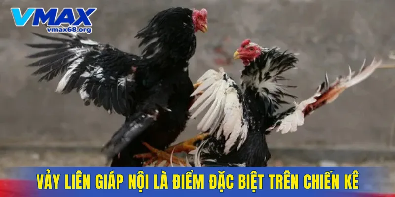 Vảy liên giáp nội là điểm đặc biệt trên chiến kê