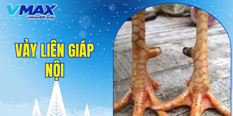 vảy liên giáp nội