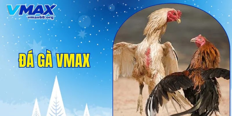 đá gà VMAX
