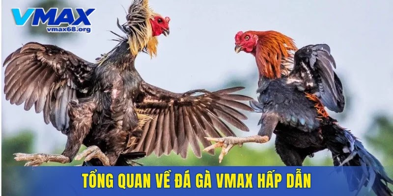 Tổng quan về đá gà VMAX hấp dẫn