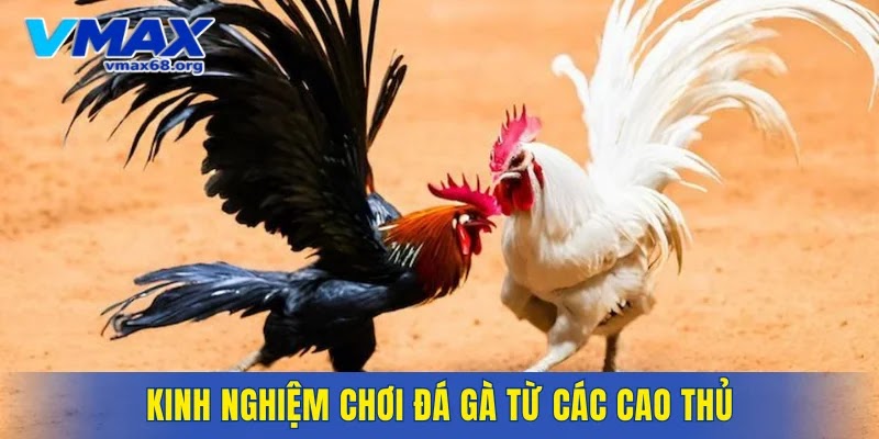 Kinh nghiệm chơi đá gà từ các cao thủ